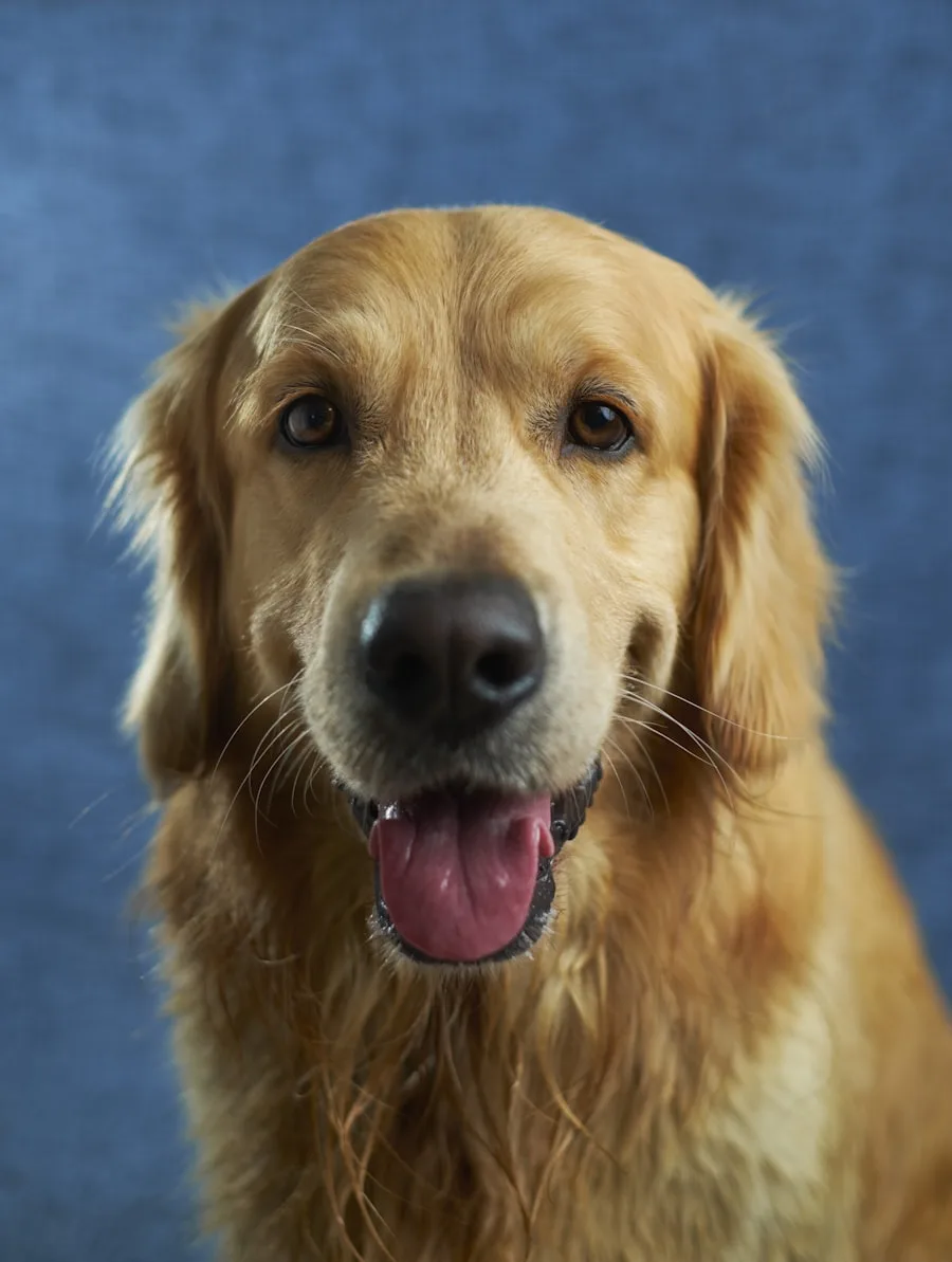 Perro de mirada amable durante una asesoría de educación canina en Dos Hermanas