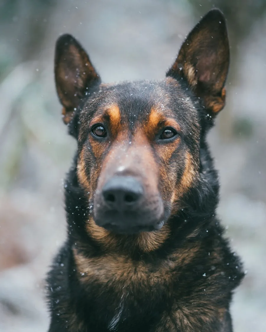 Perro tipo pastor de frente durante una sesión de modificación de conducta
