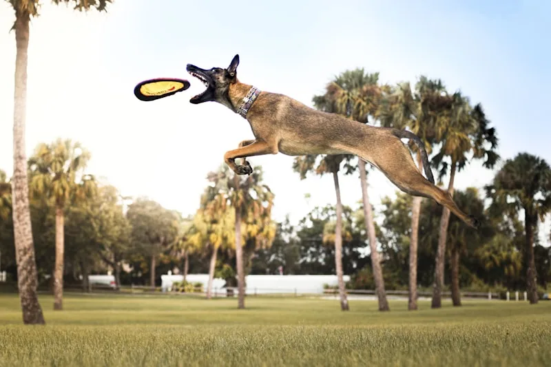 Educador de PiroCan trabajando la conexión con un perro al aire libre
