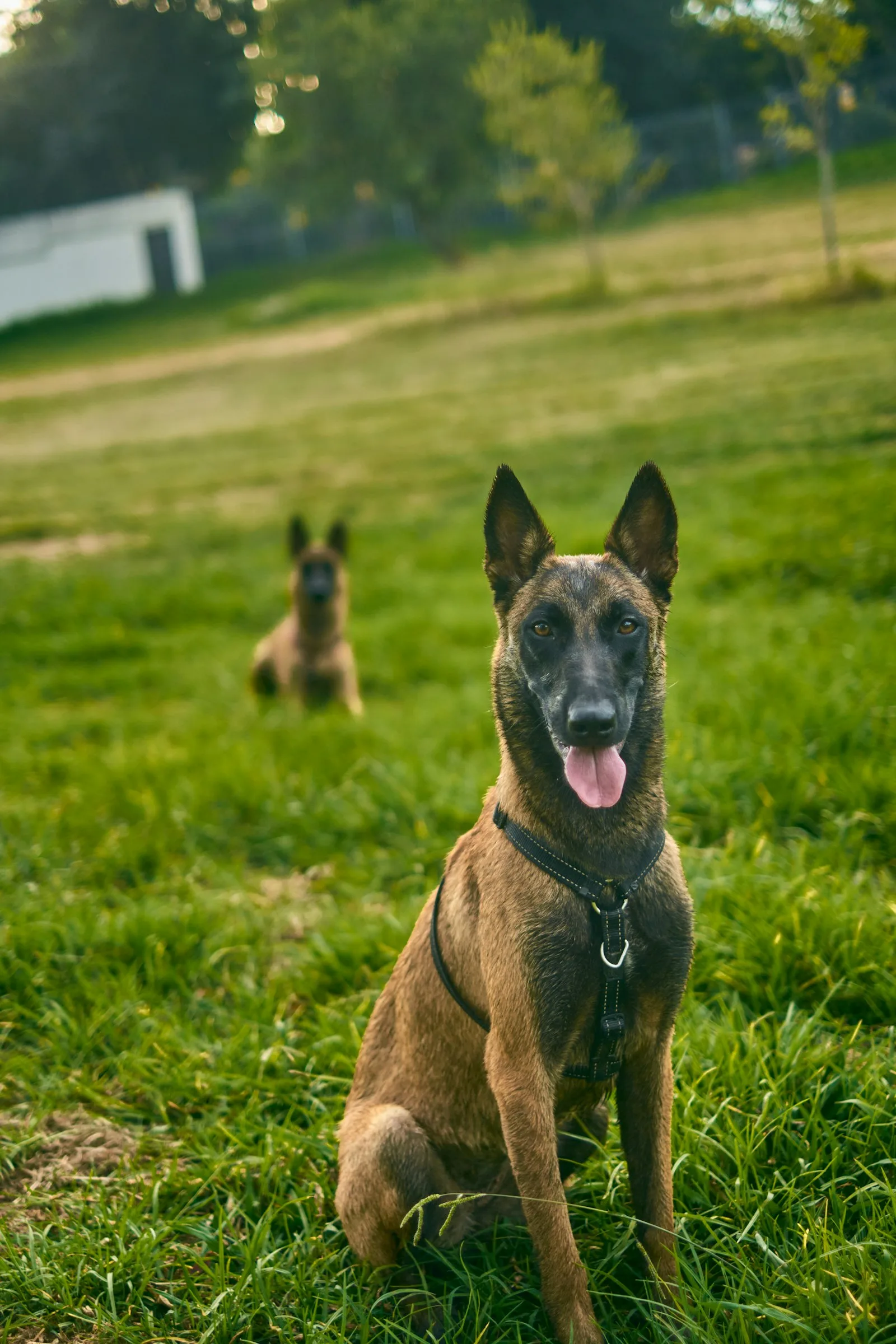 Pastor belga malinois atento durante una sesión de educación canina en Dos Hermanas, Sevilla